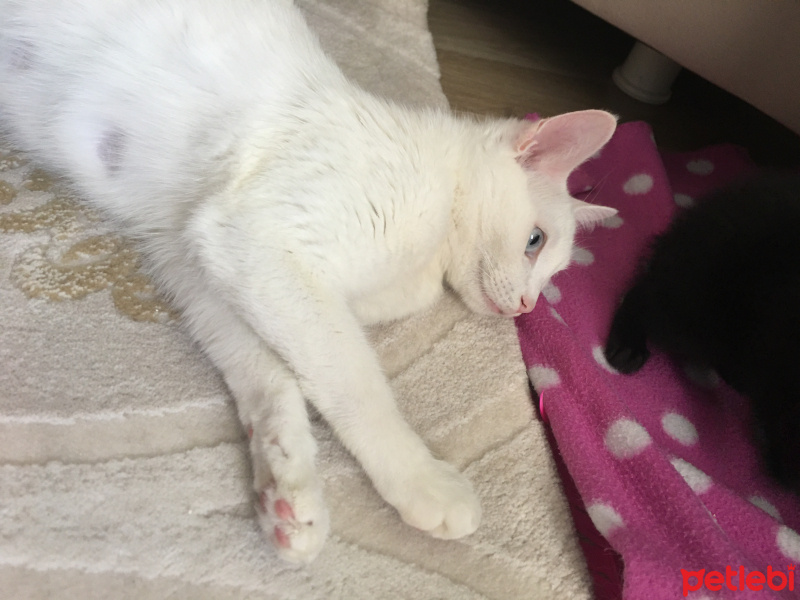 Ankara Kedisi, Kedi  Miya fotoğrafı