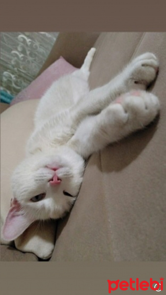 Ankara Kedisi, Kedi  Miya fotoğrafı