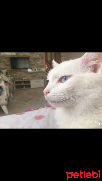 Ankara Kedisi, Kedi  Miya fotoğrafı