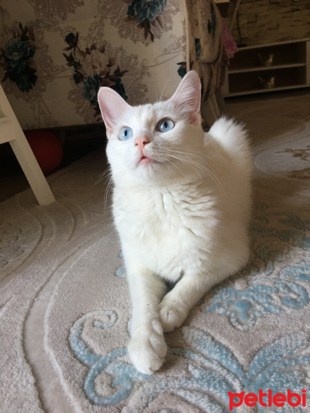 Ankara Kedisi, Kedi  Miya fotoğrafı