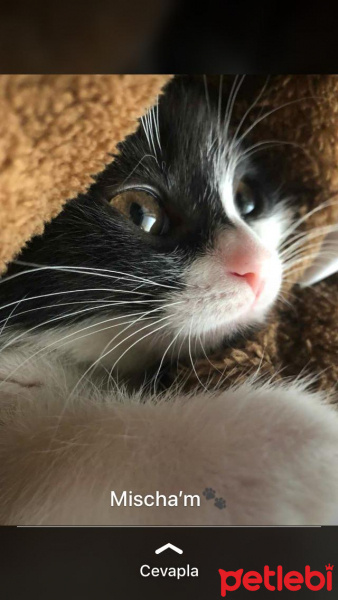 Scottish Fold, Kedi  Mischa fotoğrafı