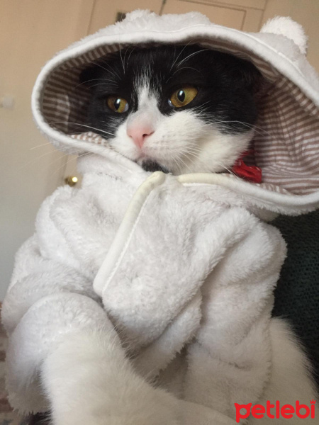 Scottish Fold, Kedi  Mischa fotoğrafı