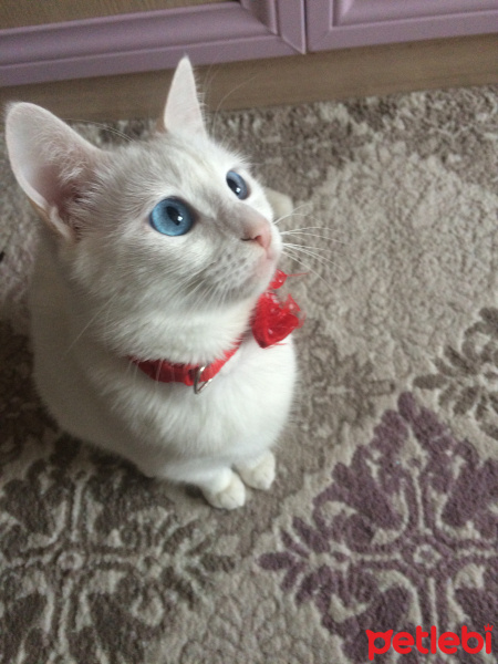 Scottish Fold, Kedi  Mischa fotoğrafı