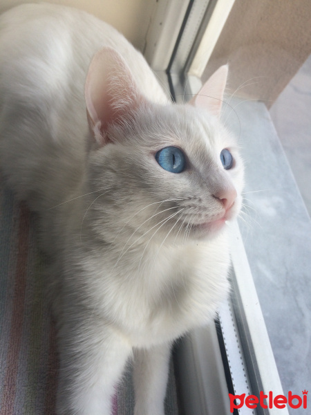 Scottish Fold, Kedi  Mischa fotoğrafı