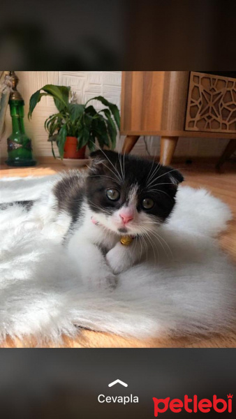 Scottish Fold, Kedi  Mischa fotoğrafı