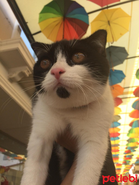 Scottish Fold, Kedi  Mischa fotoğrafı