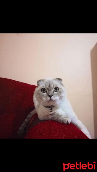 Scottish Fold, Kedi  Mischa fotoğrafı