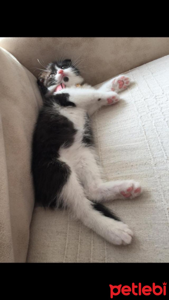 Scottish Fold, Kedi  Mischa fotoğrafı