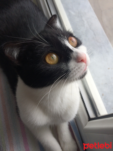 Scottish Fold, Kedi  Mischa fotoğrafı