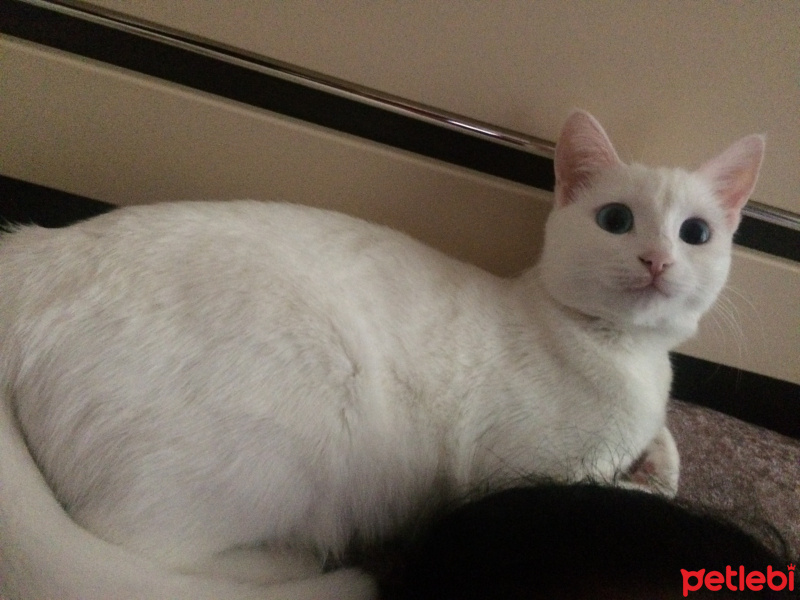 Scottish Fold, Kedi  Mischa fotoğrafı