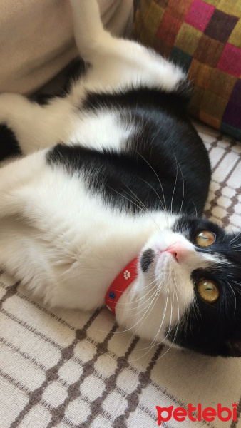 Scottish Fold, Kedi  Mischa fotoğrafı