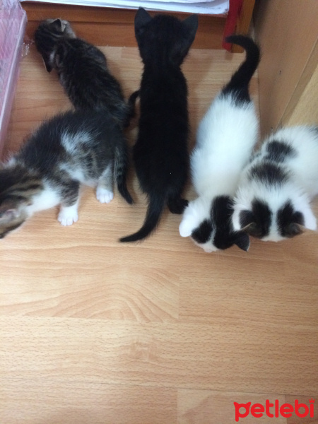 Scottish Fold, Kedi  Mischa fotoğrafı