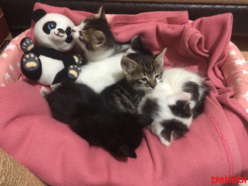 Scottish Fold, Kedi  Mischa fotoğrafı