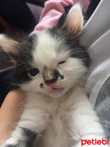 Scottish Fold, Kedi  Mischa fotoğrafı