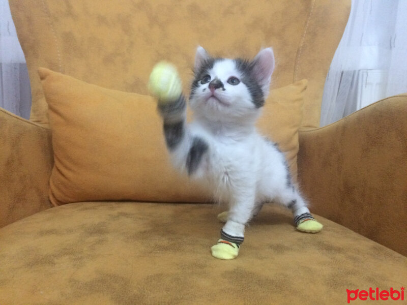 Scottish Fold, Kedi  Mischa fotoğrafı