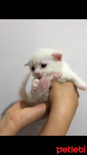 Scottish Fold, Kedi  Mischa fotoğrafı