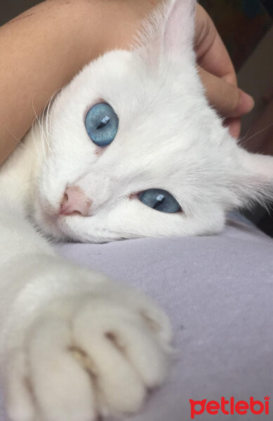 Scottish Fold, Kedi  Mischa fotoğrafı