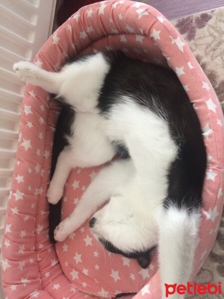 Scottish Fold, Kedi  Mischa fotoğrafı