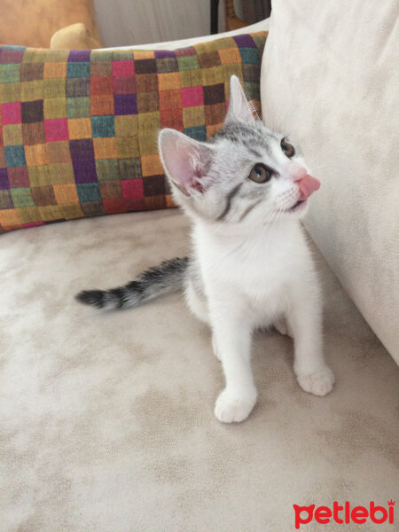 Scottish Fold, Kedi  Mischa fotoğrafı