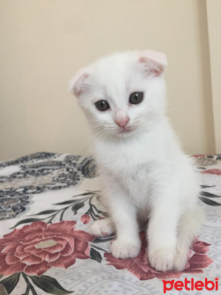 Scottish Fold, Kedi  Mischa fotoğrafı