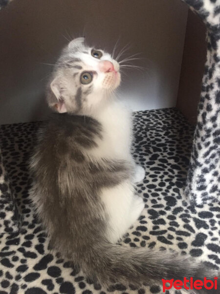 Scottish Fold, Kedi  Mischa fotoğrafı