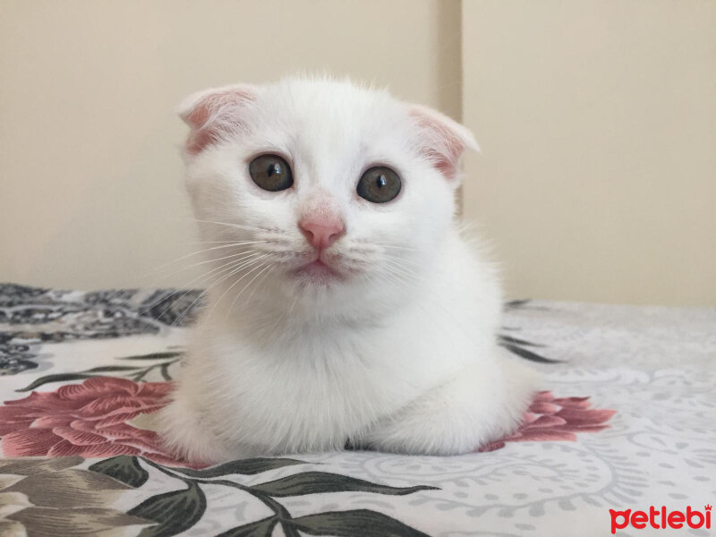 Scottish Fold, Kedi  Mischa fotoğrafı