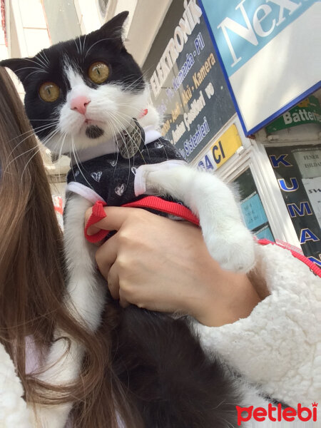 Scottish Fold, Kedi  Mischa fotoğrafı