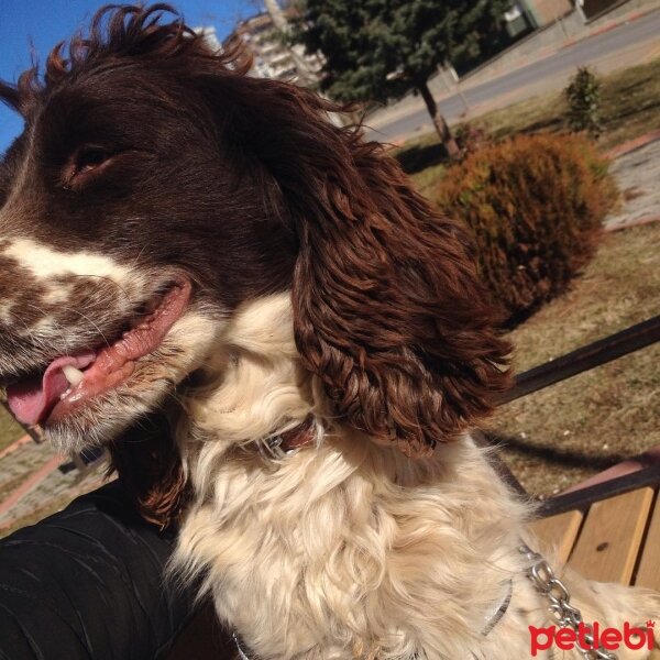 İngiliz Springer Spaniel, Köpek  Bitter fotoğrafı