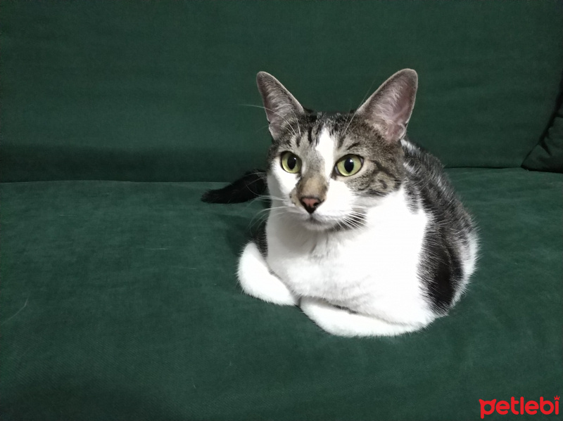 Tekir Kedi, Kedi  Tedi fotoğrafı