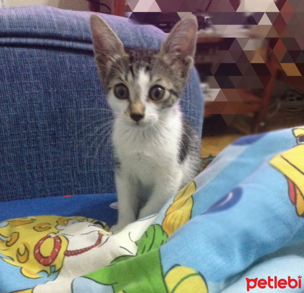 Tekir Kedi, Kedi  Tedi fotoğrafı