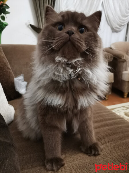 Scottish Fold, Kedi  Toprak fotoğrafı