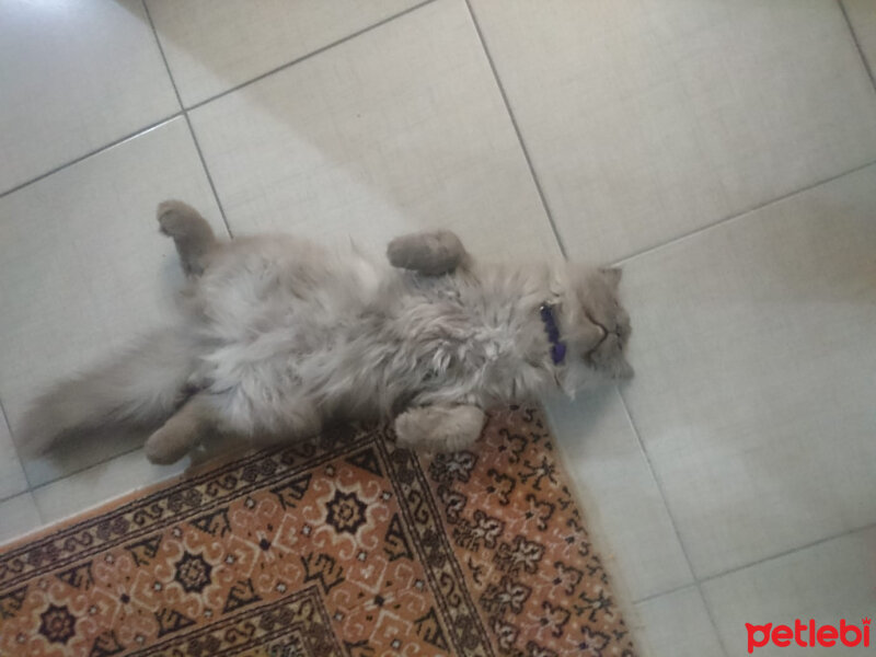 Scottish Fold, Kedi  Toprak fotoğrafı