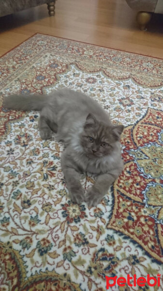 Scottish Fold, Kedi  Toprak fotoğrafı