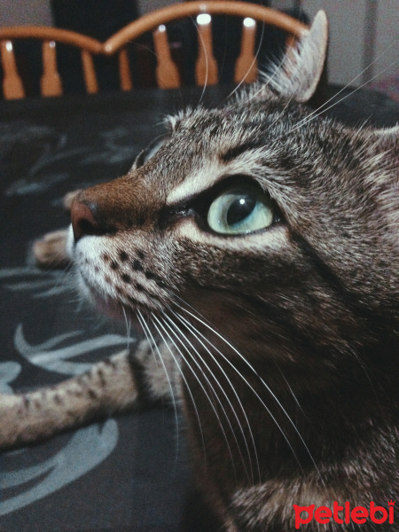 Tekir Kedi, Kedi  Minoes fotoğrafı