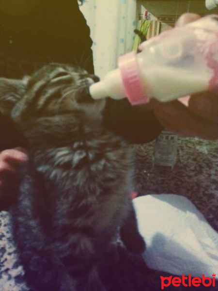 Tekir Kedi, Kedi  Minoes fotoğrafı