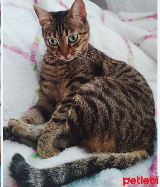 Tekir Kedi, Kedi  Minoes fotoğrafı