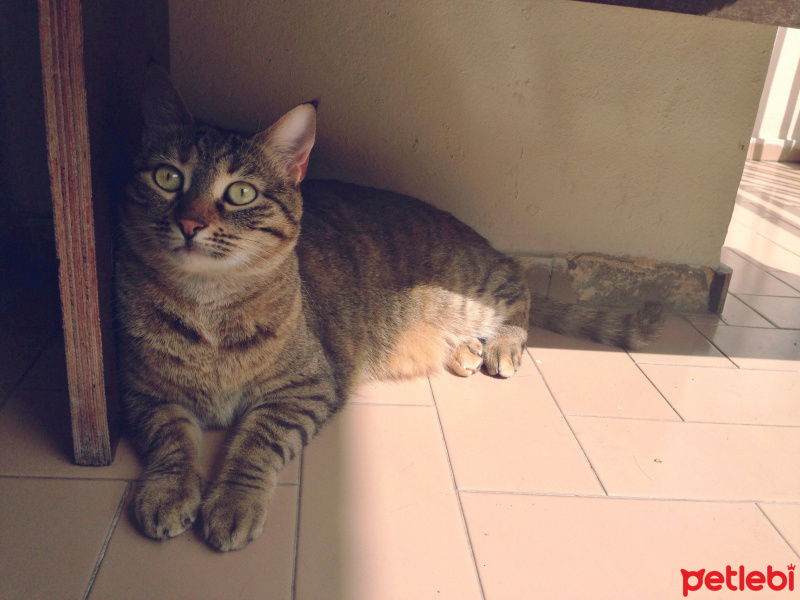 Tekir Kedi, Kedi  Tiffany fotoğrafı