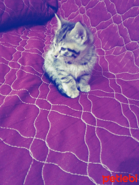 Tekir Kedi, Kedi  Tiffany fotoğrafı