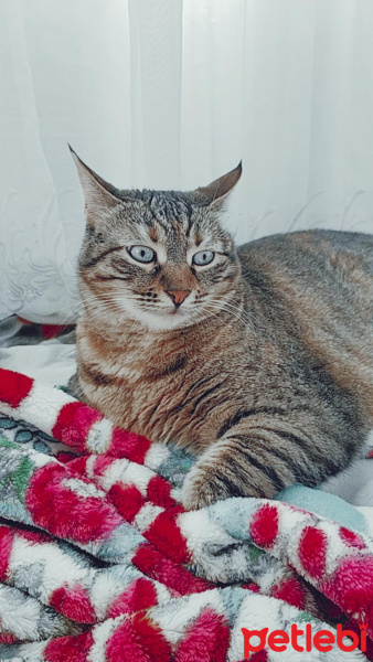 Tekir Kedi, Kedi  Tiffany fotoğrafı