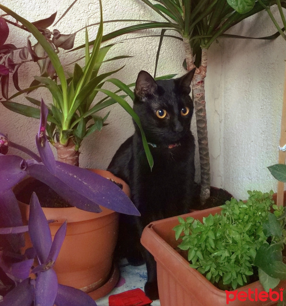 Bombay, Kedi  Olive fotoğrafı