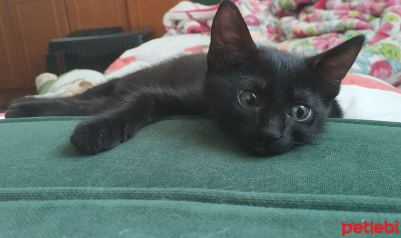 Bombay, Kedi  Olive fotoğrafı