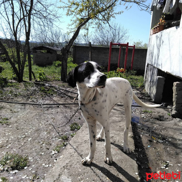 İngiliz Setter, Köpek  Paşa fotoğrafı