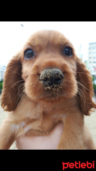 Amerikan Cocker Spaniel, Köpek  Max fotoğrafı