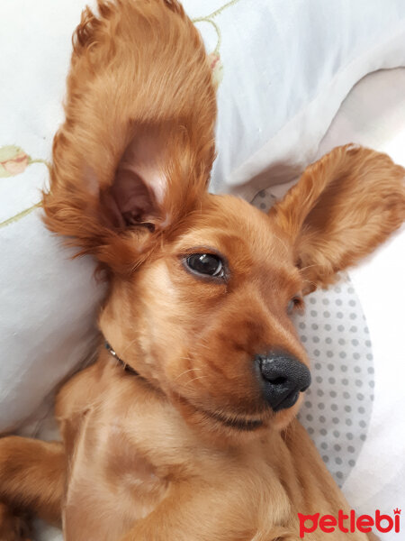 Amerikan Cocker Spaniel, Köpek  Max fotoğrafı