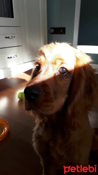 Amerikan Cocker Spaniel, Köpek  Max fotoğrafı