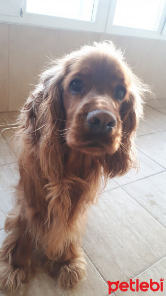 Amerikan Cocker Spaniel, Köpek  Max fotoğrafı