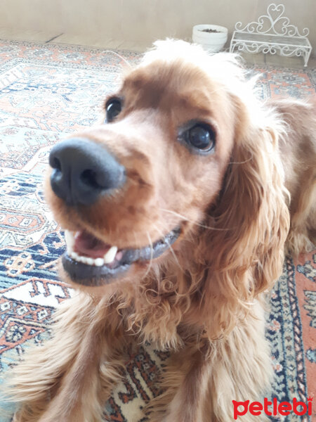 Amerikan Cocker Spaniel, Köpek  Max fotoğrafı