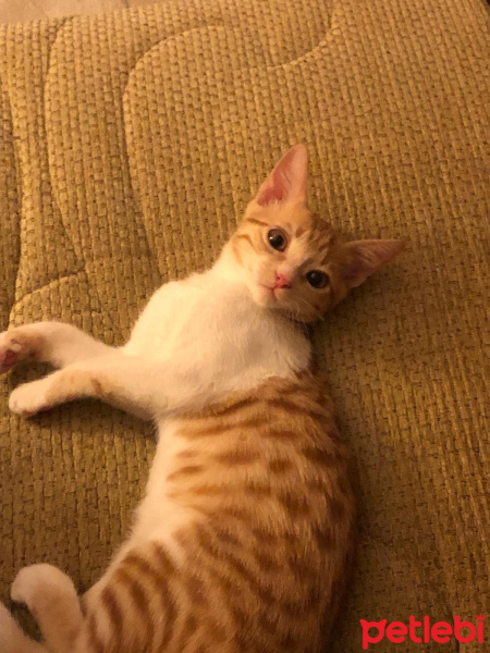 Sarman, Kedi  Küçükkız fotoğrafı