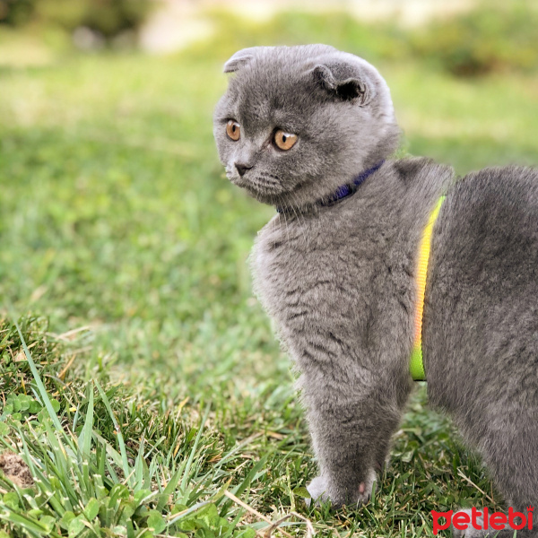 Scottish Fold, Kedi  Müezza fotoğrafı