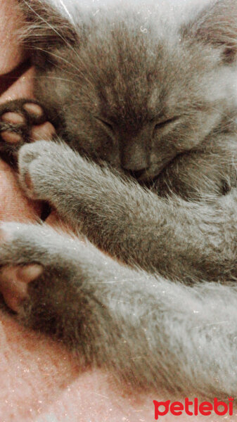 British Shorthair, Kedi  Mathilda fotoğrafı